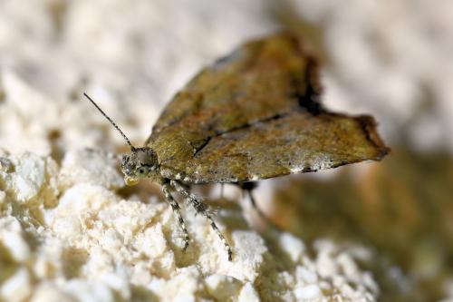 Choreutis pariana